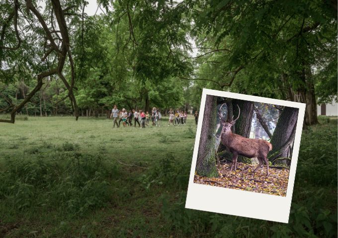 🦌A spasso per il Bosco alla ricerca del cervo