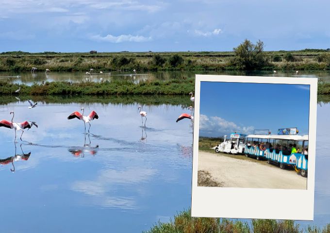 🦩Alla scoperta della Salina di Comacchio: storia, tradizioni e biodiversità